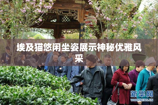 埃及猫悠闲坐姿展示神秘优雅风采