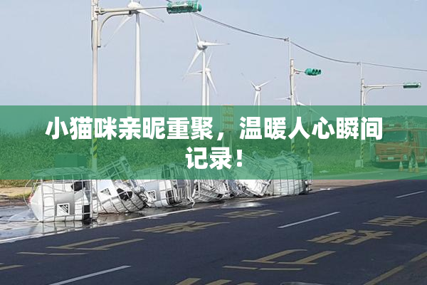 小猫咪亲昵重聚，温暖人心瞬间记录！