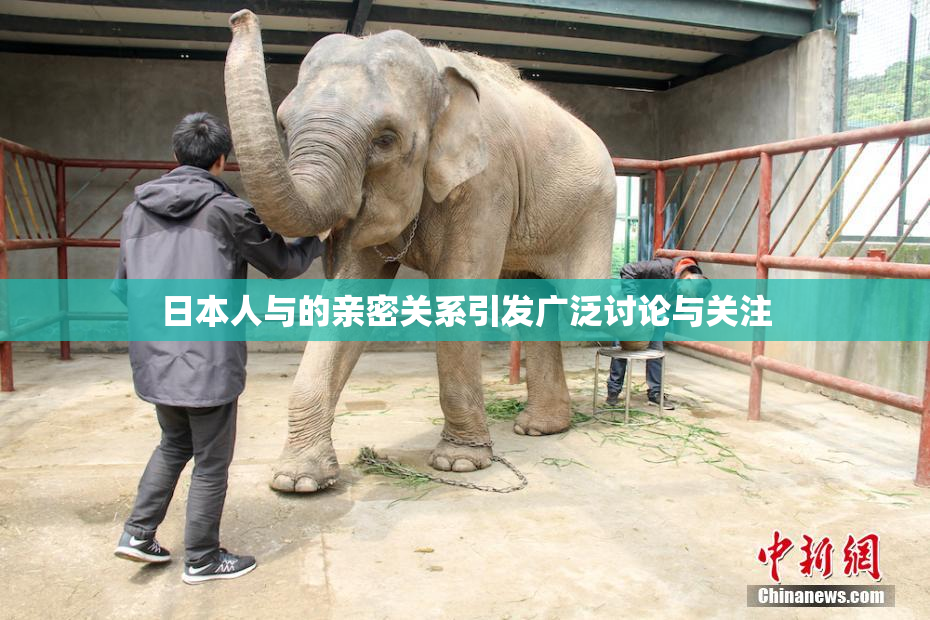 日本人与的亲密关系引发广泛讨论与关注