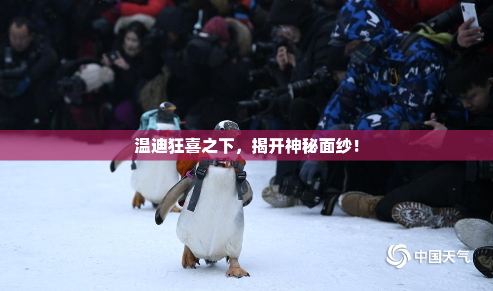 温迪狂喜之下，揭开神秘面纱！