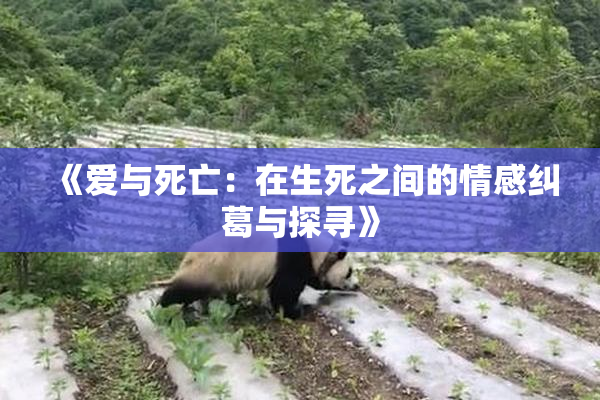《爱与死亡：在生死之间的情感纠葛与探寻》