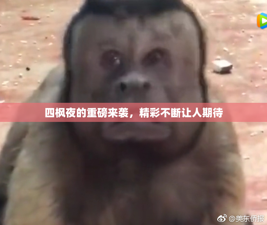 四枫夜的重磅来袭，精彩不断让人期待