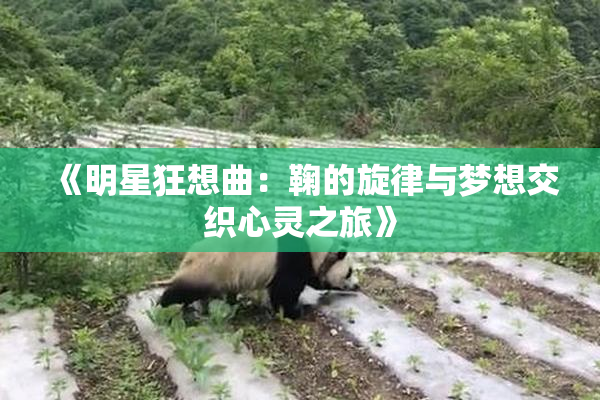 《明星狂想曲：鞠的旋律与梦想交织心灵之旅》