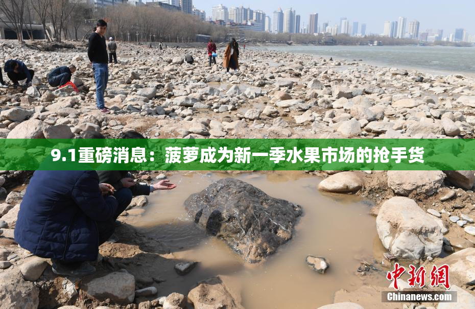 9.1重磅消息：菠萝成为新一季水果市场的抢手货