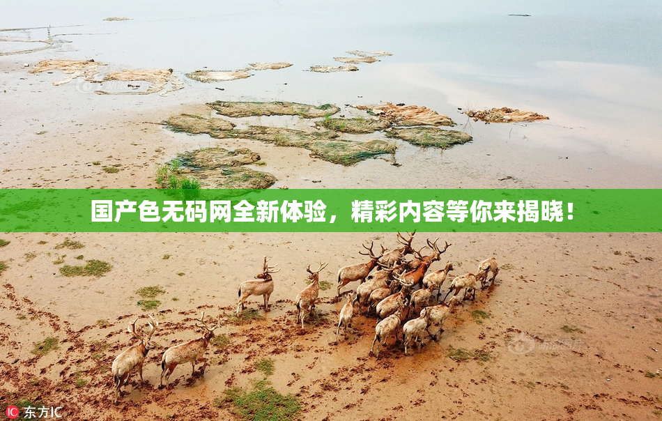 国产色无码网全新体验，精彩内容等你来揭晓！