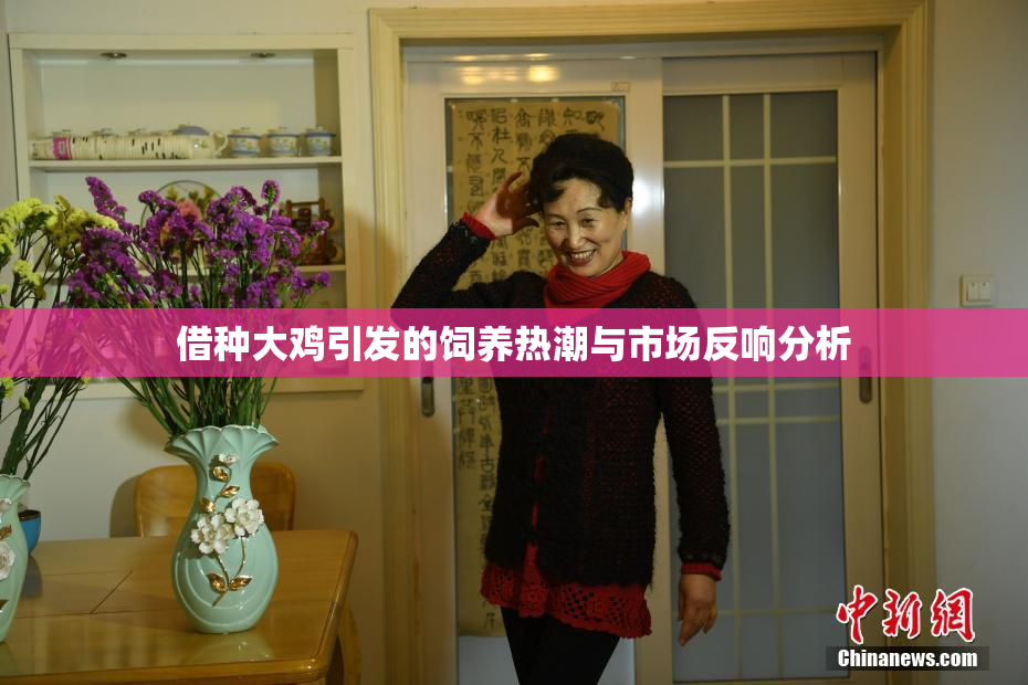 借种大鸡引发的饲养热潮与市场反响分析
