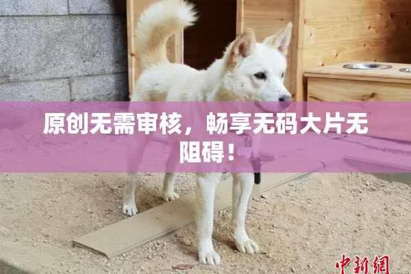 原创无需审核，畅享无码大片无阻碍！