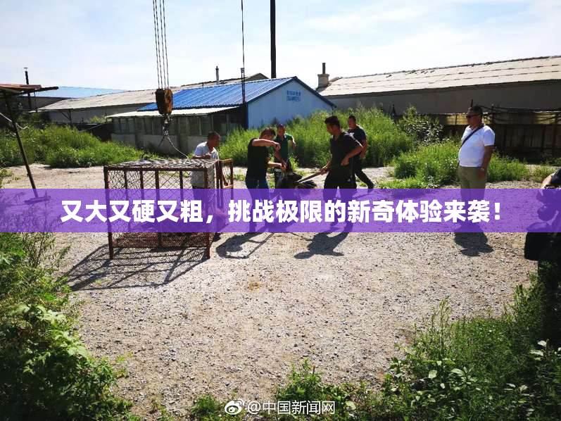 又大又硬又粗，挑战极限的新奇体验来袭！