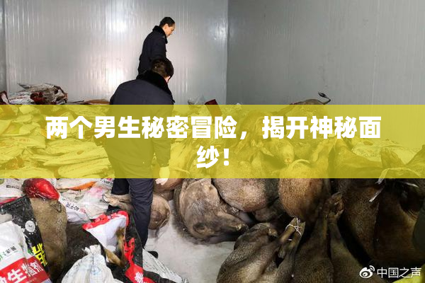 两个男生秘密冒险，揭开神秘面纱！