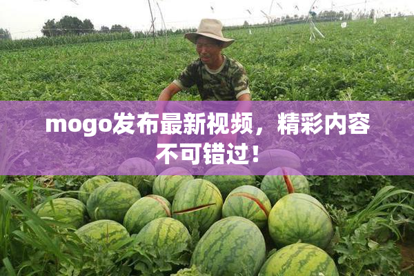 mogo发布最新视频，精彩内容不可错过！