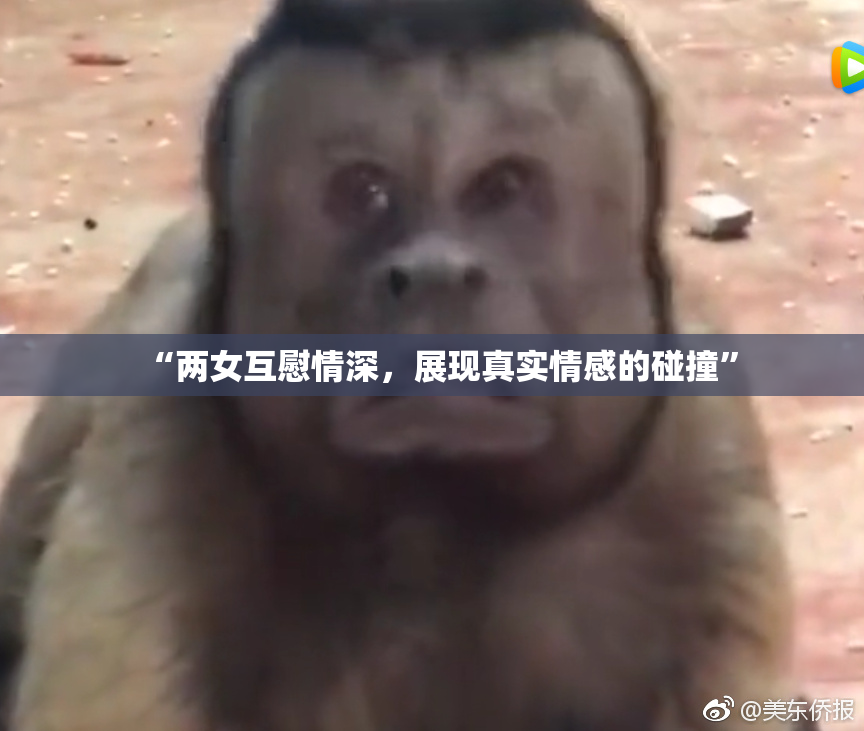 “两女互慰情深，展现真实情感的碰撞”