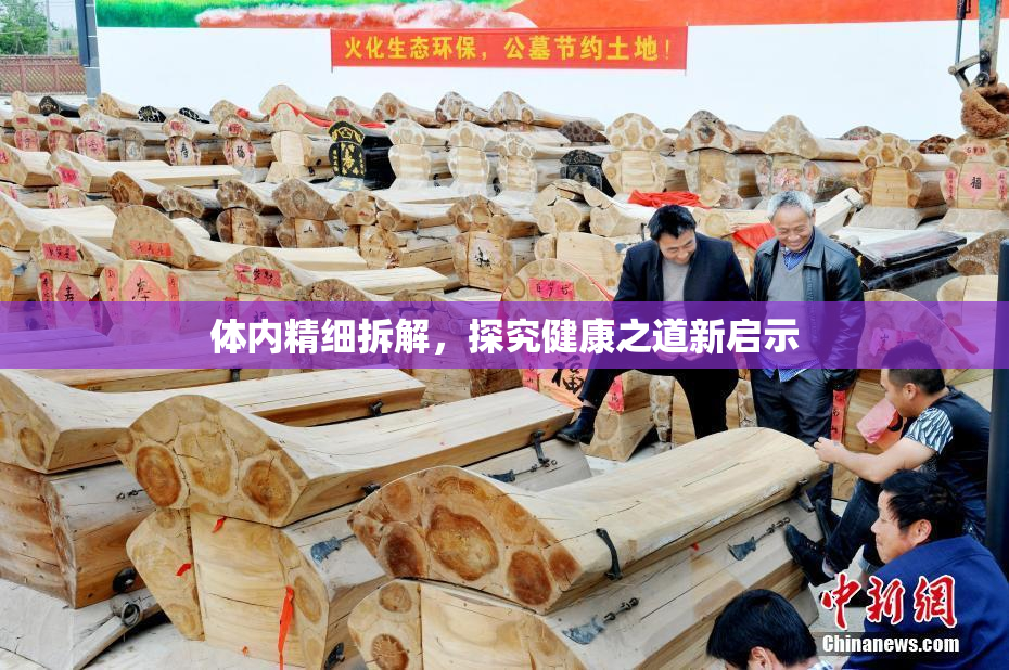 体内精细拆解，探究健康之道新启示