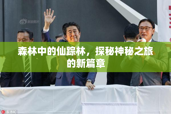 森林中的仙踪林，探秘神秘之旅的新篇章