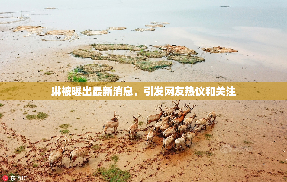 琳被曝出最新消息，引发网友热议和关注
