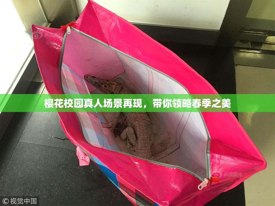 樱花校园真人场景再现，带你领略春季之美