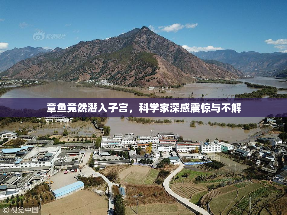 章鱼竟然潜入子宫，科学家深感震惊与不解