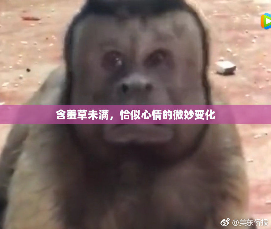 含羞草未满，恰似心情的微妙变化