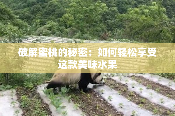 破解蜜桃的秘密：如何轻松享受这款美味水果