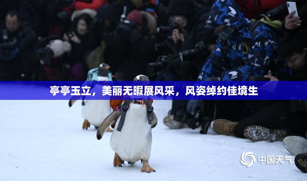 亭亭玉立，美丽无暇展风采，风姿绰约佳境生