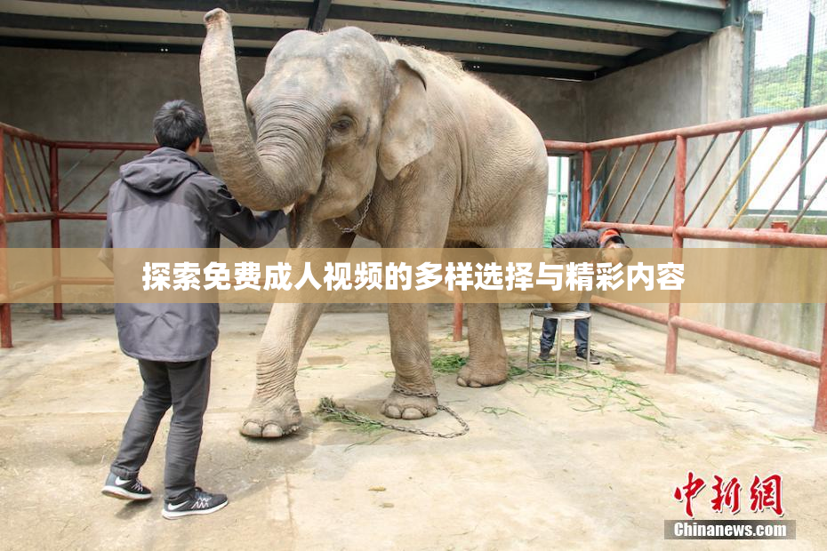 探索免费成人视频的多样选择与精彩内容