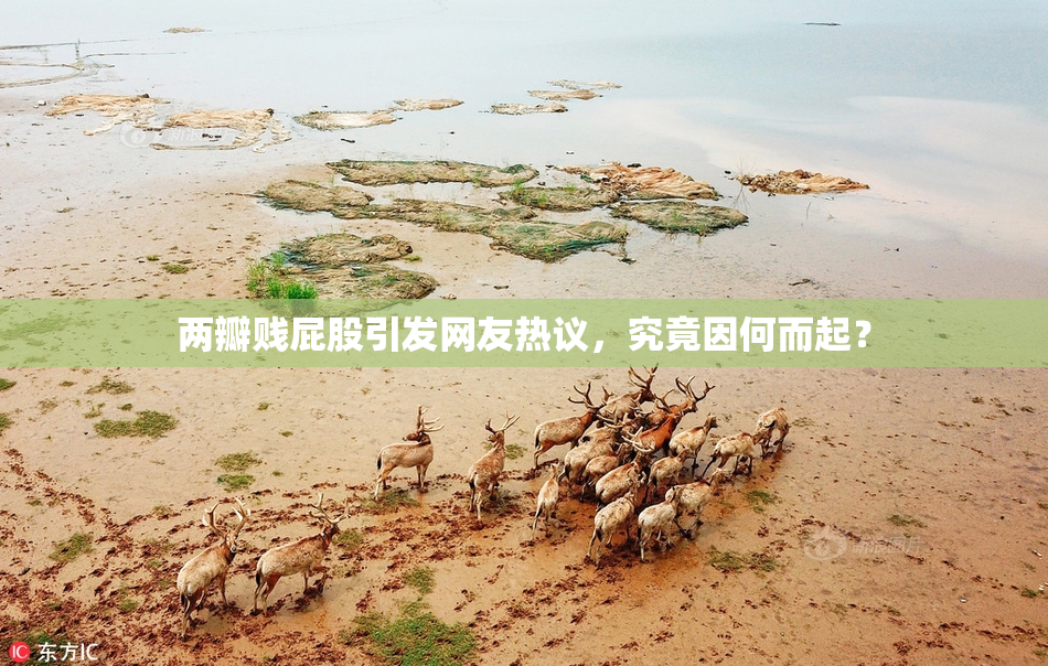 两瓣贱屁股引发网友热议，究竟因何而起？