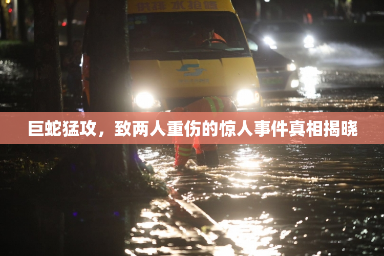 巨蛇猛攻，致两人重伤的惊人事件真相揭晓