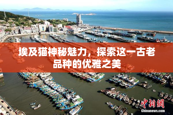 埃及猫神秘魅力，探索这一古老品种的优雅之美