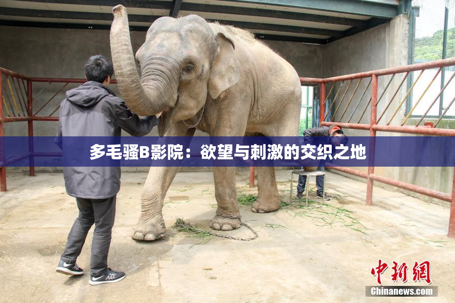 多毛骚B影院：欲望与刺激的交织之地