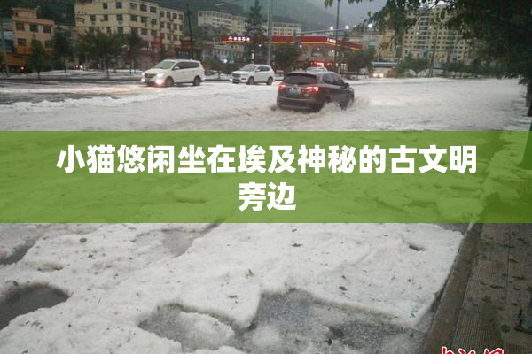 小猫悠闲坐在埃及神秘的古文明旁边