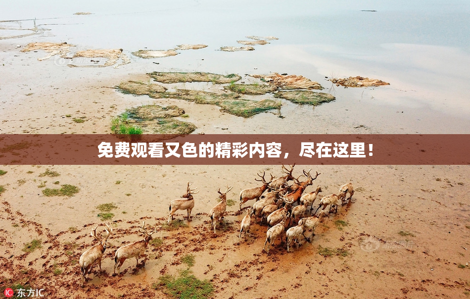 免费观看又色的精彩内容，尽在这里！