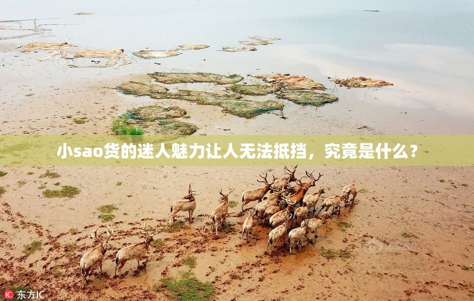 小sao货的迷人魅力让人无法抵挡，究竟是什么？