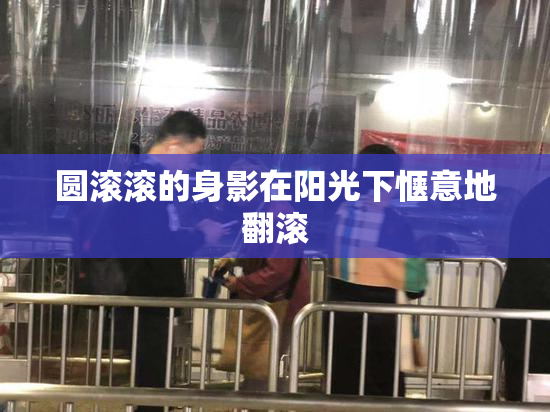 圆滚滚的身影在阳光下惬意地翻滚
