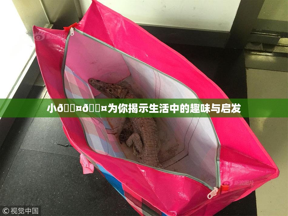 小🐤🐤为你揭示生活中的趣味与启发