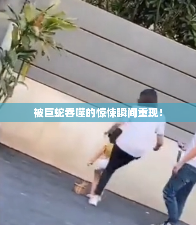 被巨蛇吞噬的惊悚瞬间重现！