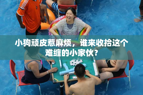 小狗顽皮惹麻烦，谁来收拾这个难缠的小家伙？