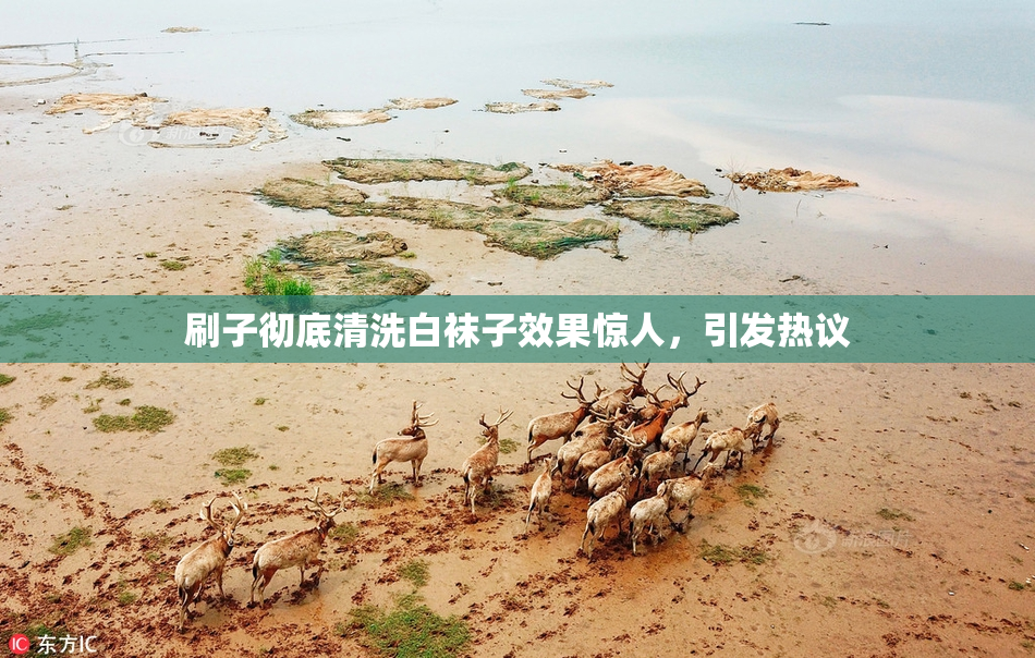 刷子彻底清洗白袜子效果惊人，引发热议