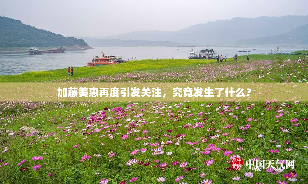 加藤美惠再度引发关注，究竟发生了什么？