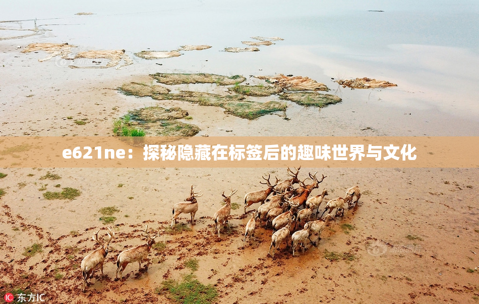 e621ne：探秘隐藏在标签后的趣味世界与文化