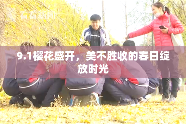 9.1樱花盛开，美不胜收的春日绽放时光
