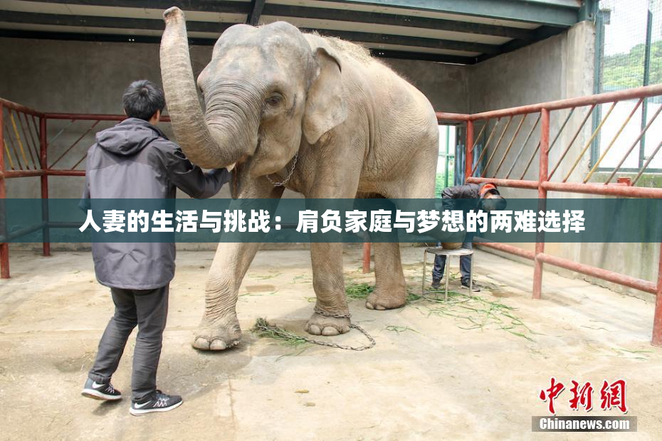 人妻的生活与挑战：肩负家庭与梦想的两难选择