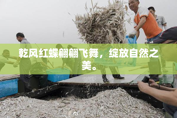 乾风红蝶翩翩飞舞，绽放自然之美。