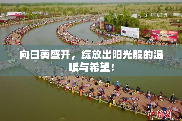 向日葵盛开，绽放出阳光般的温暖与希望！