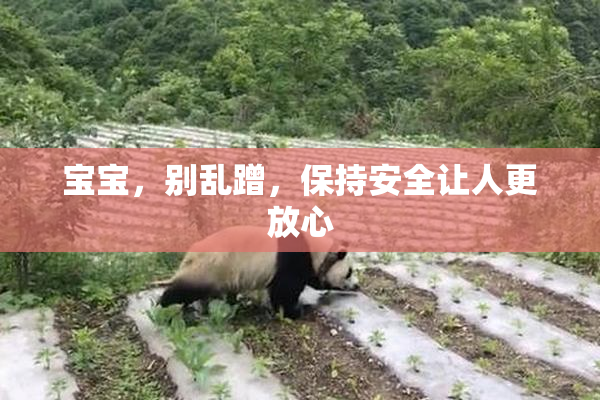 宝宝，别乱蹭，保持安全让人更放心