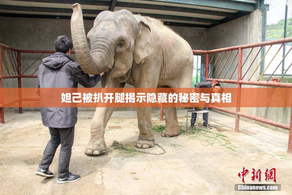 妲己被扒开腿揭示隐藏的秘密与真相