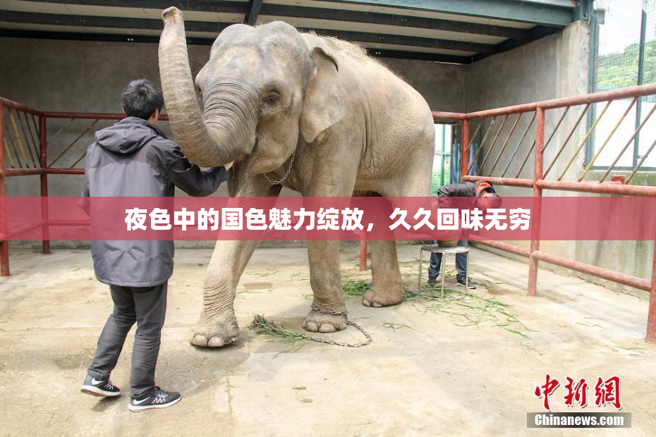 夜色中的国色魅力绽放，久久回味无穷