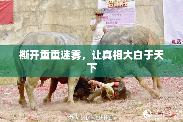 撕开重重迷雾，让真相大白于天下