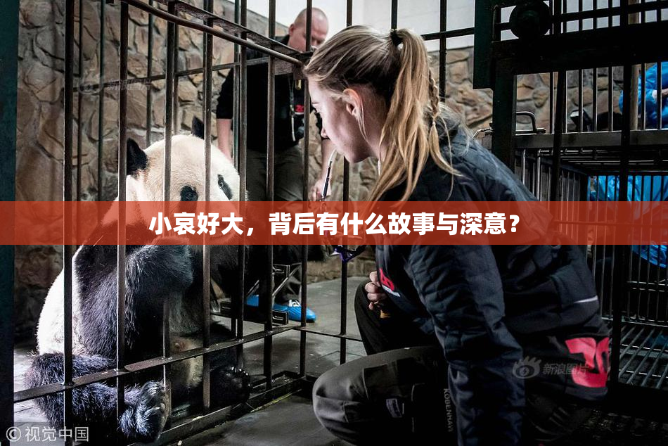 小哀好大，背后有什么故事与深意？