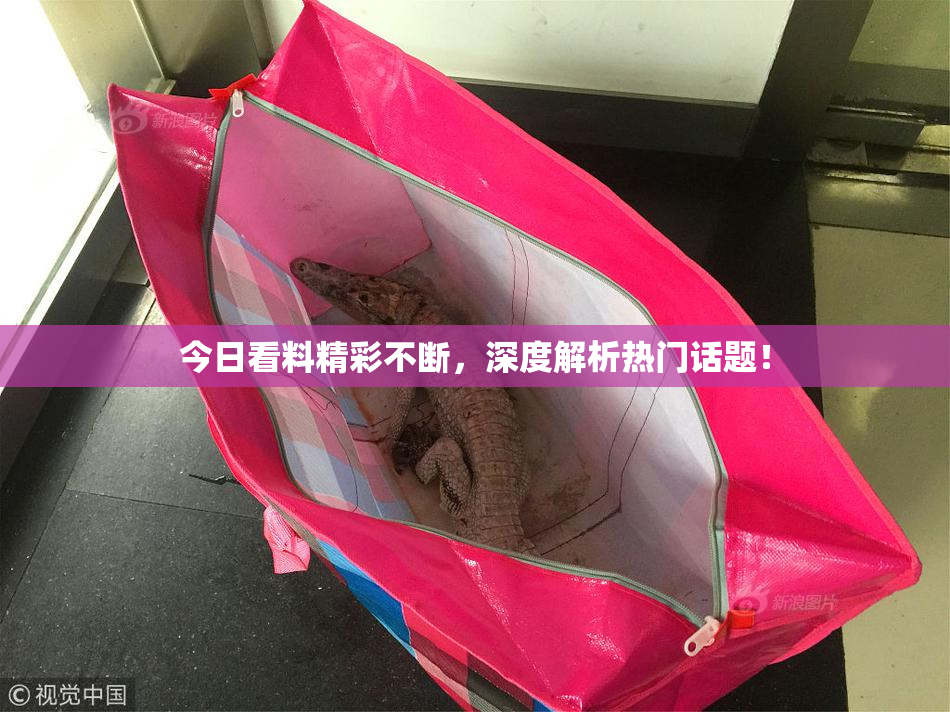 今日看料精彩不断，深度解析热门话题！
