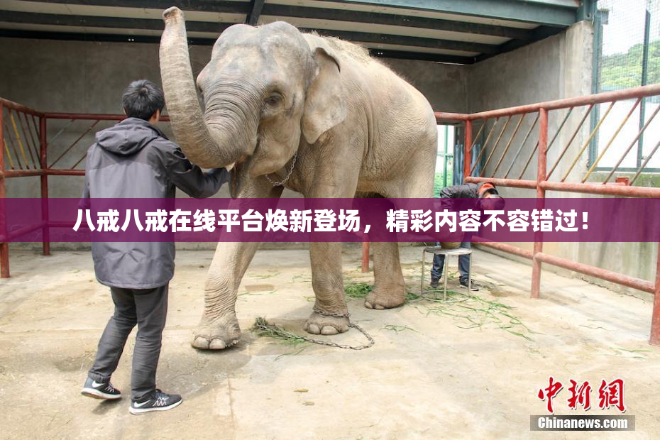 八戒八戒在线平台焕新登场，精彩内容不容错过！