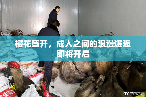 樱花盛开，成人之间的浪漫邂逅即将开启